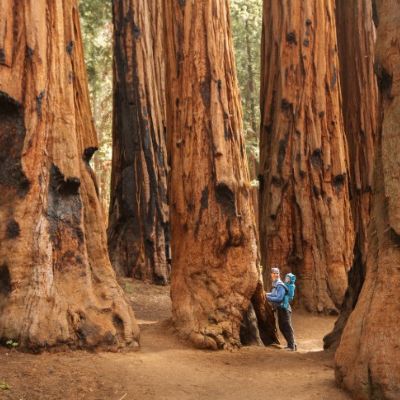 Sequoia National Park Full Day Tour | Sequoia Sightseeing Tours