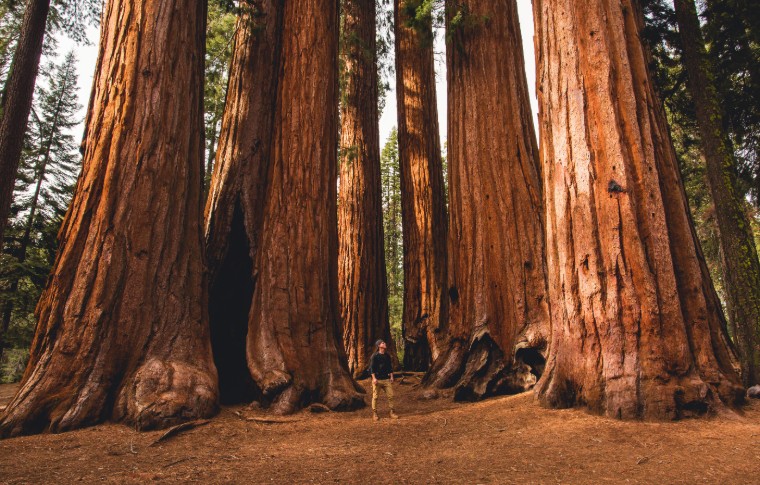 Sequoia National Park Full Day Tour | Sequoia Sightseeing Tours